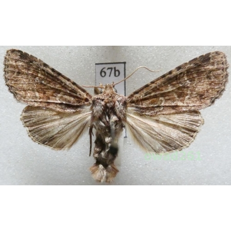 Apamea remissa (Hübner, 1809) Czech67b